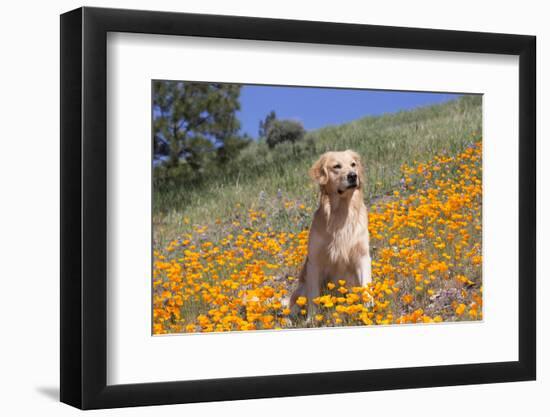 Golden Retriever-Lynn M^ Stone-Framed Photographic Print