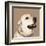 Golden Retriever-Emily Burrowes-Framed Art Print