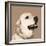 Golden Retriever-Emily Burrowes-Framed Art Print