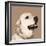 Golden Retriever-Emily Burrowes-Framed Art Print