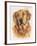 Golden Retriever-Barbara Keith-Framed Giclee Print