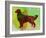 Golden Retriever-NaxArt-Framed Art Print