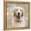 Golden Retriever-Keri Rodgers-Framed Stretched Canvas