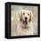 Golden Retriever-Keri Rodgers-Framed Stretched Canvas