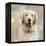 Golden Retriever-Keri Rodgers-Framed Stretched Canvas