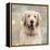 Golden Retriever-Keri Rodgers-Framed Stretched Canvas