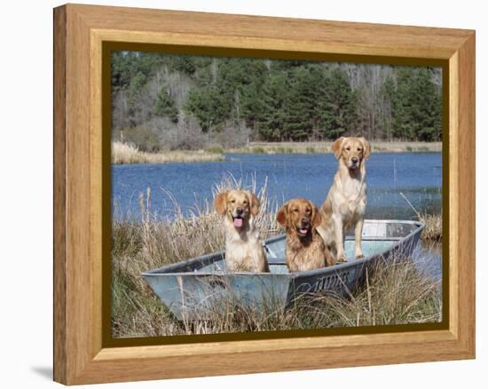 Golden Retrievers in Boat, USA-Lynn M^ Stone-Framed Premier Image Canvas