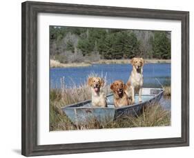 Golden Retrievers in Boat, USA-Lynn M^ Stone-Framed Photographic Print