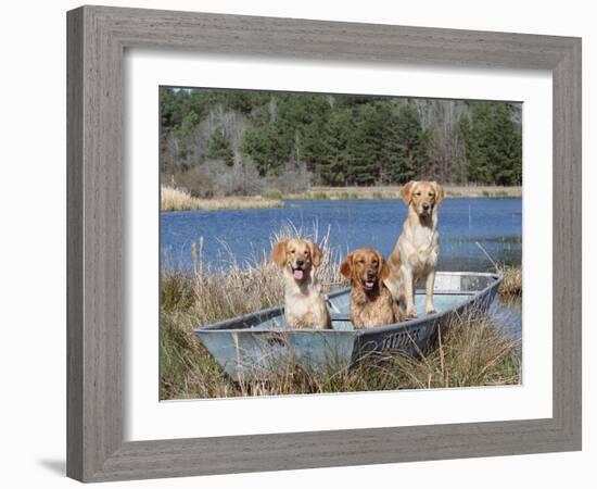 Golden Retrievers in Boat, USA-Lynn M^ Stone-Framed Photographic Print