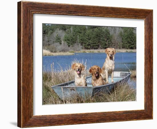 Golden Retrievers in Boat, USA-Lynn M^ Stone-Framed Photographic Print