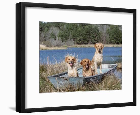 Golden Retrievers in Boat, USA-Lynn M^ Stone-Framed Photographic Print