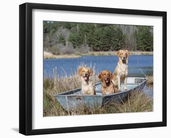 Golden Retrievers in Boat, USA-Lynn M^ Stone-Framed Photographic Print