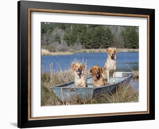 Golden Retrievers in Boat, USA-Lynn M^ Stone-Framed Photographic Print