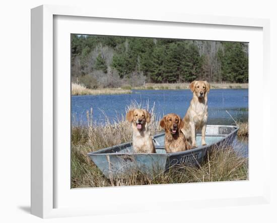 Golden Retrievers in Boat, USA-Lynn M^ Stone-Framed Photographic Print