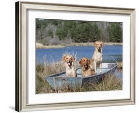 Golden Retrievers in Boat, USA-Lynn M^ Stone-Framed Photographic Print