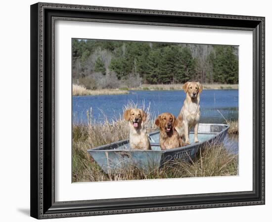 Golden Retrievers in Boat, USA-Lynn M^ Stone-Framed Photographic Print