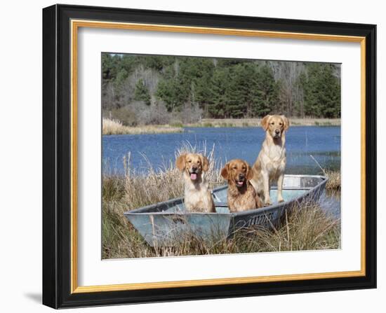 Golden Retrievers in Boat, USA-Lynn M^ Stone-Framed Photographic Print