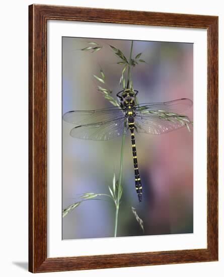 Golden-Ringed Dragonfly (Cordulegaster Boltonii) UK-Kim Taylor-Framed Photographic Print