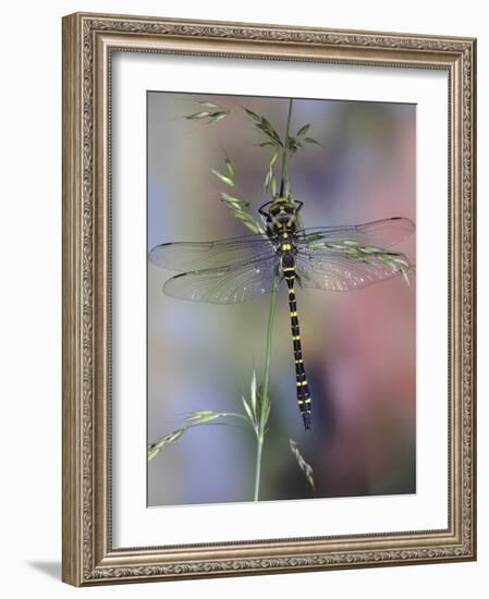 Golden-Ringed Dragonfly (Cordulegaster Boltonii) UK-Kim Taylor-Framed Photographic Print