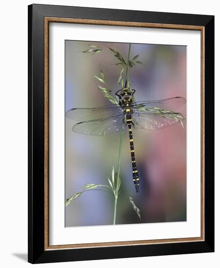 Golden-Ringed Dragonfly (Cordulegaster Boltonii) UK-Kim Taylor-Framed Photographic Print