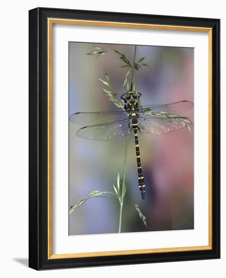 Golden-Ringed Dragonfly (Cordulegaster Boltonii) UK-Kim Taylor-Framed Photographic Print