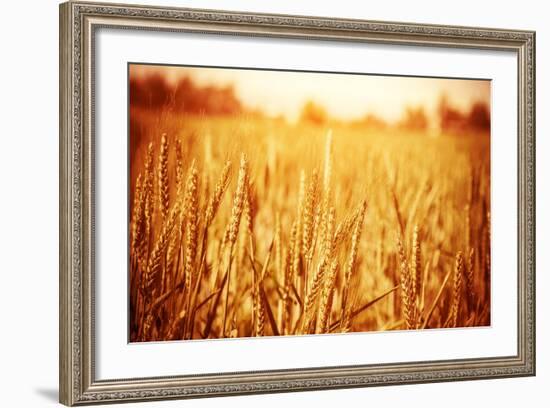 Golden Ripe Wheat Field, Sunny Day-Anna Omelchenko-Framed Photographic Print