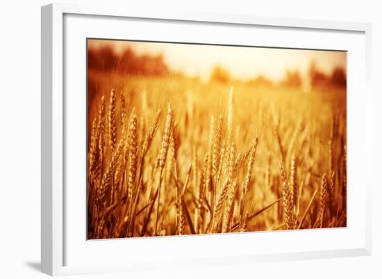 Golden Ripe Wheat Field, Sunny Day-Anna Omelchenko-Framed Photographic Print