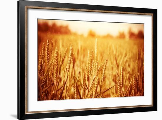 Golden Ripe Wheat Field, Sunny Day-Anna Omelchenko-Framed Photographic Print