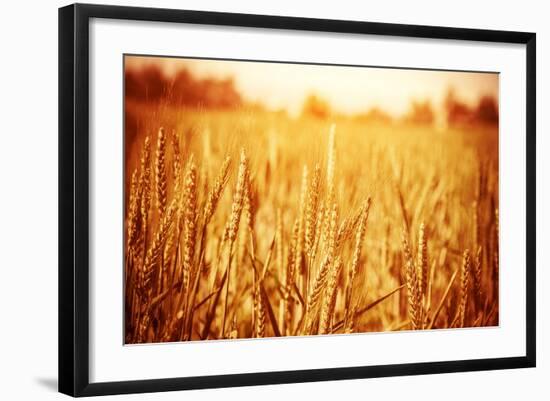 Golden Ripe Wheat Field, Sunny Day-Anna Omelchenko-Framed Photographic Print