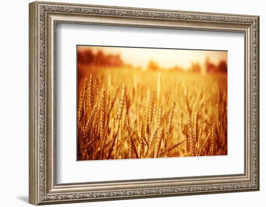 Golden Ripe Wheat Field, Sunny Day-Anna Omelchenko-Framed Photographic Print