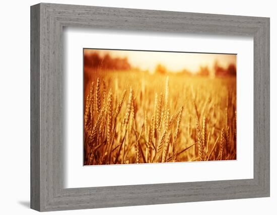 Golden Ripe Wheat Field, Sunny Day-Anna Omelchenko-Framed Photographic Print