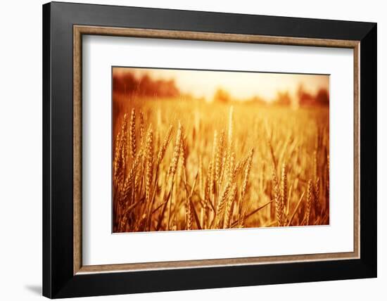 Golden Ripe Wheat Field, Sunny Day-Anna Omelchenko-Framed Photographic Print