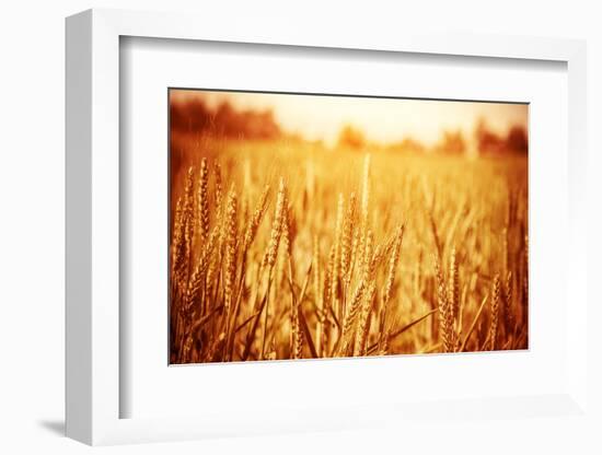 Golden Ripe Wheat Field, Sunny Day-Anna Omelchenko-Framed Photographic Print