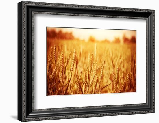 Golden Ripe Wheat Field, Sunny Day-Anna Omelchenko-Framed Photographic Print