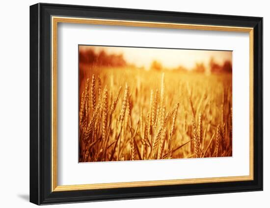 Golden Ripe Wheat Field, Sunny Day-Anna Omelchenko-Framed Photographic Print