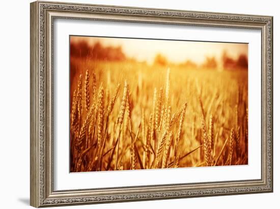Golden Ripe Wheat Field, Sunny Day-Anna Omelchenko-Framed Photographic Print