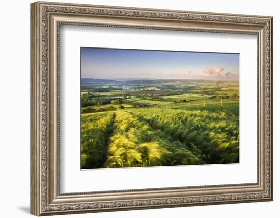 Golden ripened corn growing in a hilltop field in rural Devon, England. Summer (June) 2009-Adam Burton-Framed Photographic Print