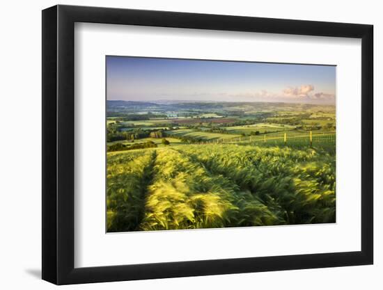 Golden ripened corn growing in a hilltop field in rural Devon, England. Summer (June) 2009-Adam Burton-Framed Photographic Print