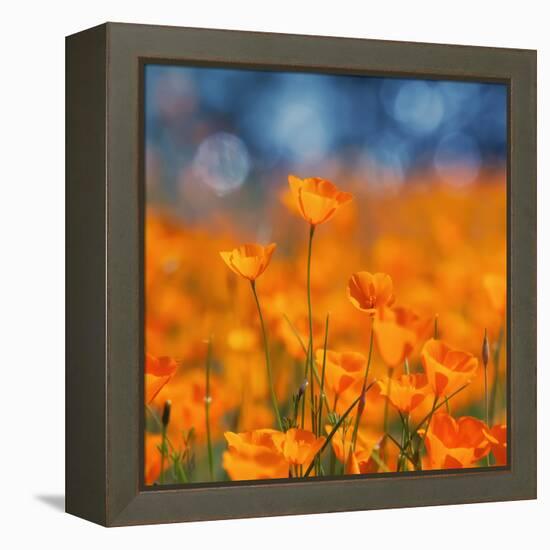 Golden Riverside Poppies (Square), Merced River Canyon-Vincent James-Framed Premier Image Canvas