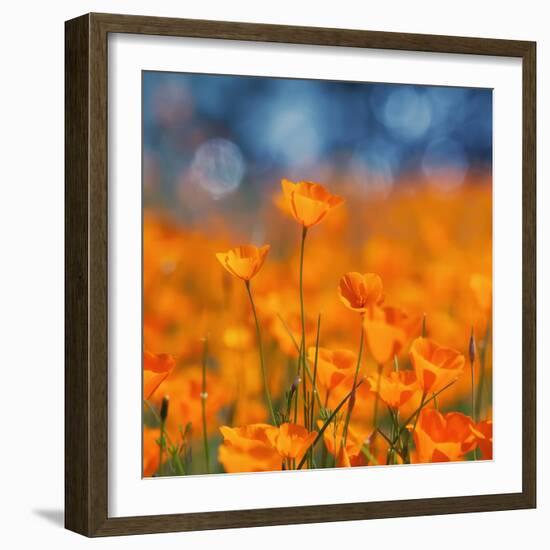 Golden Riverside Poppies (Square), Merced River Canyon-Vincent James-Framed Photographic Print