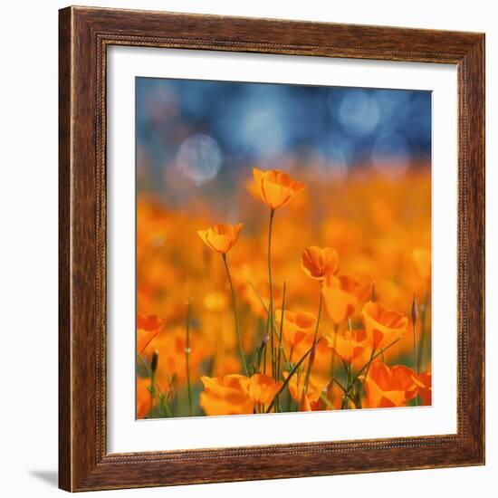 Golden Riverside Poppies (Square), Merced River Canyon-Vincent James-Framed Photographic Print