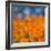 Golden Riverside Poppies (Square), Merced River Canyon-Vincent James-Framed Photographic Print