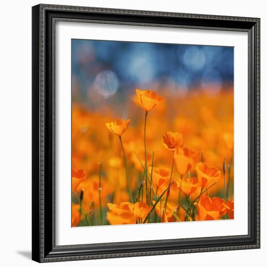 Golden Riverside Poppies (Square), Merced River Canyon-Vincent James-Framed Photographic Print