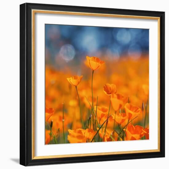 Golden Riverside Poppies (Square), Merced River Canyon-Vincent James-Framed Photographic Print