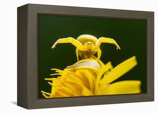 Golden-rod crab spider hunting on Rough hawkbit flower, UK-Ross Hoddinott-Framed Premier Image Canvas