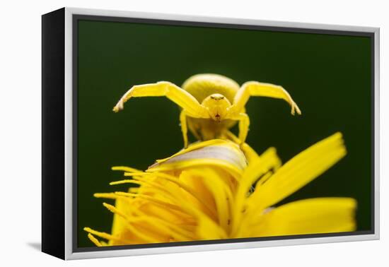 Golden-rod crab spider hunting on Rough hawkbit flower, UK-Ross Hoddinott-Framed Premier Image Canvas