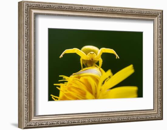 Golden-rod crab spider hunting on Rough hawkbit flower, UK-Ross Hoddinott-Framed Photographic Print