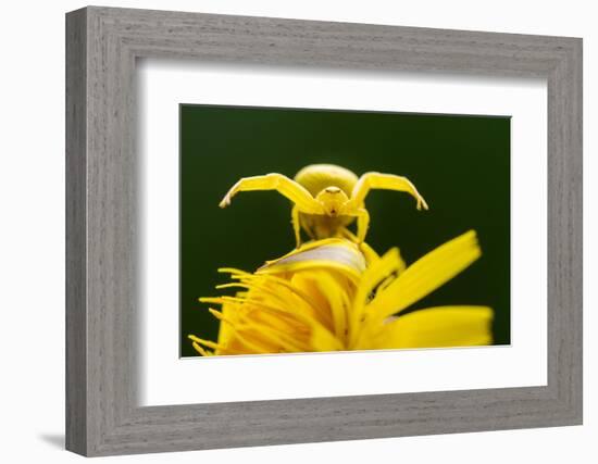 Golden-rod crab spider hunting on Rough hawkbit flower, UK-Ross Hoddinott-Framed Photographic Print