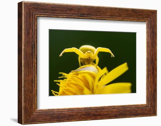 Golden-rod crab spider hunting on Rough hawkbit flower, UK-Ross Hoddinott-Framed Photographic Print