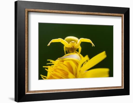 Golden-rod crab spider hunting on Rough hawkbit flower, UK-Ross Hoddinott-Framed Photographic Print